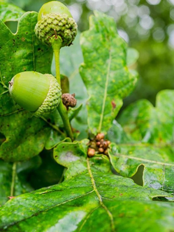 0000474_english-oak