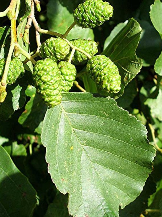 Alder-Alnus-glutinosa