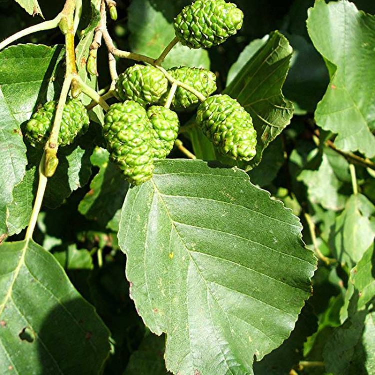 Alder – Alnus glutinosa