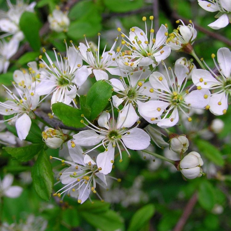 Blackthorn – Prunus spinosa