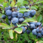 Blackthorn – Prunus spinosa