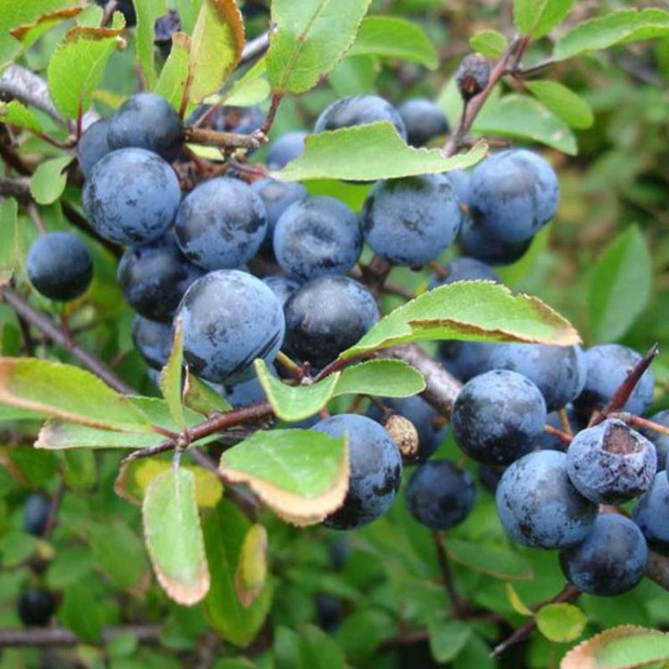 Blackthorn – Prunus spinosa