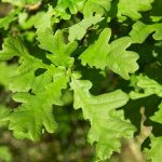 English oak – Quercus robur