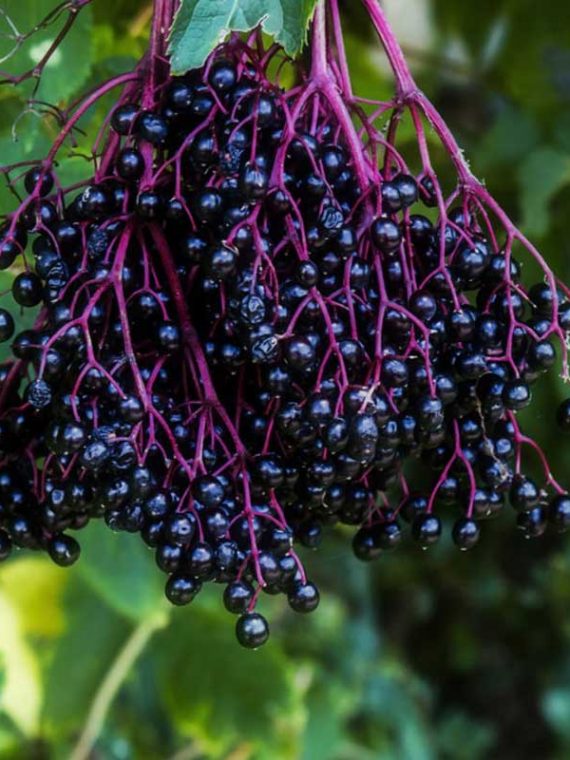 elderberry