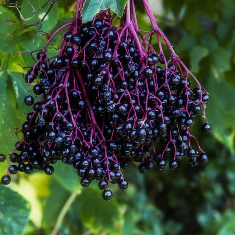 elderberry