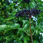 elderberry