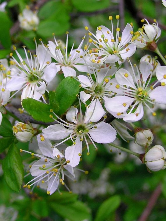 Blackthorn – Prunus spinosa