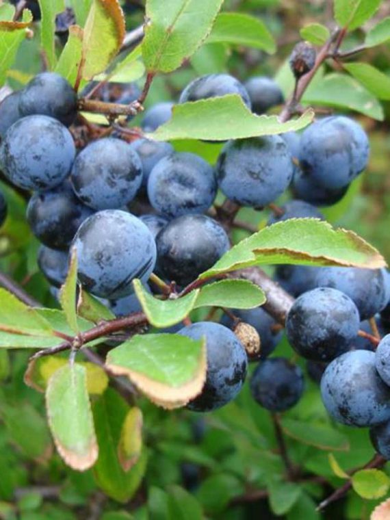 Blackthorn-Prunus-spinosa