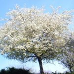 Blackthorn – Prunus spinosa