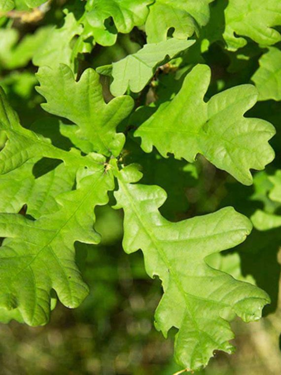 English oak – Quercus robur
